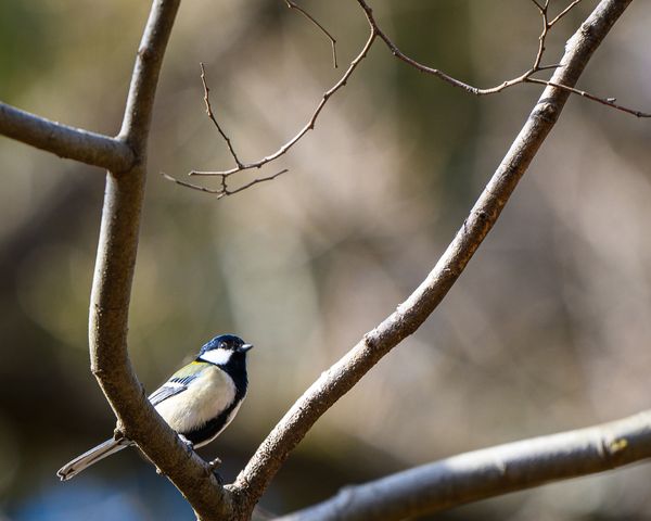 シジュウカラ