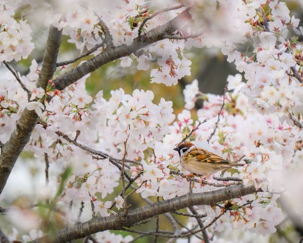 桜の中のスズメ