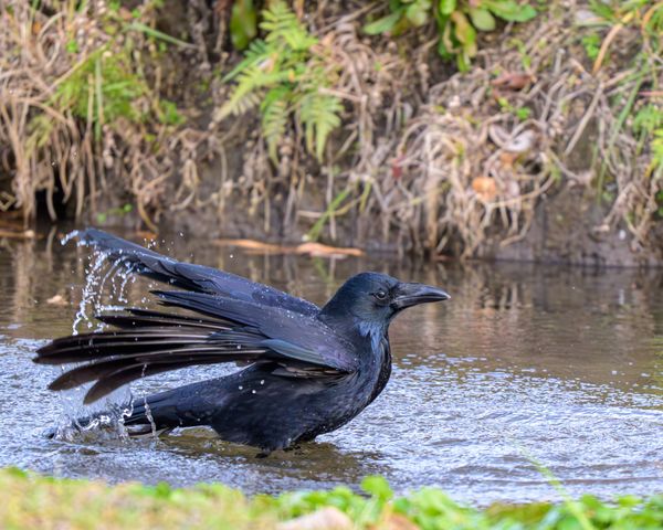 カラスの行水