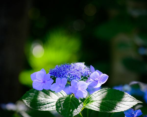アジサイ